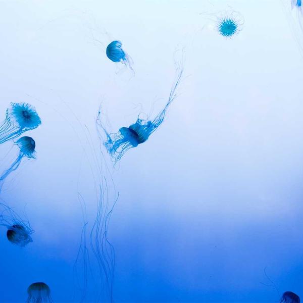 FlexCore Wingtip Bold